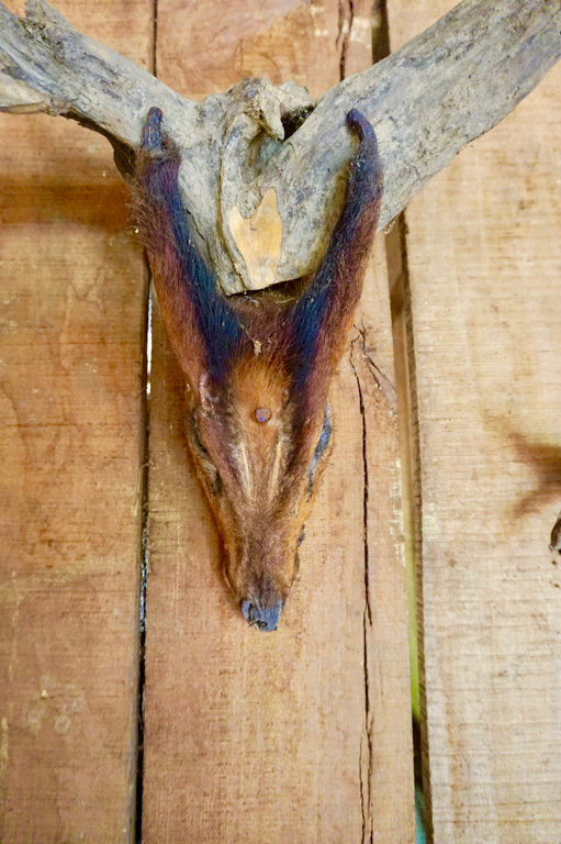 Snaring has pushed many species endemic to the Annamite Range, such as the antelope-like saola and the Annamite striped rabbit, to the brink of extinction. It is common to find the heads of animals, like this Annamite muntjac (Muntiacus truongsonensis) pictured here, hanging in houses in villages around the region. Image by Andrew Tilker.