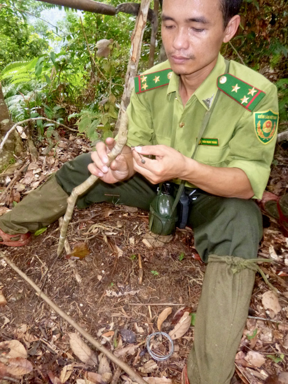 Researchers say that hundreds of snares can be collected in a single day's walk through the Annamite forest. Through snaring alone, the Annamites are facing grave defaunation and, comparatively, Borneo’s forest lands that come under logging concessions are safer for similar species. Image by Andrew Tilker.