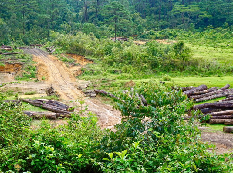 Forest degradation in Deramakot, Malaysian Borneo, one of the study sites. Researchers gathered data from large areas in both the Annamites and Borneo. Image by Azlan Mohamed.