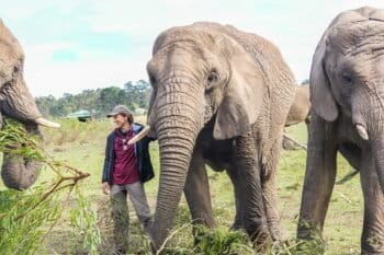 Sue Palminteri with elephants. Courtesy of George Powell.