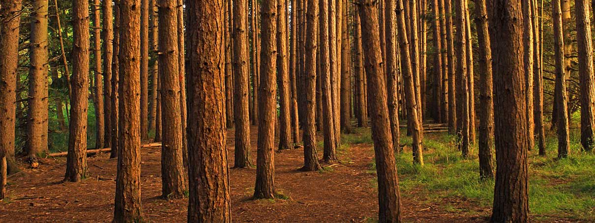 Cop25 Eu Officials Say Biomass Burning Policy To Come Under