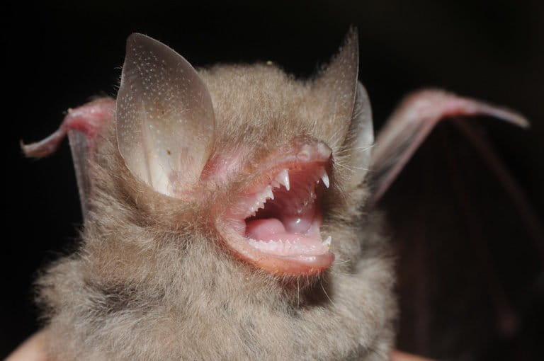 Manus wooly bat credit Stephen Richards