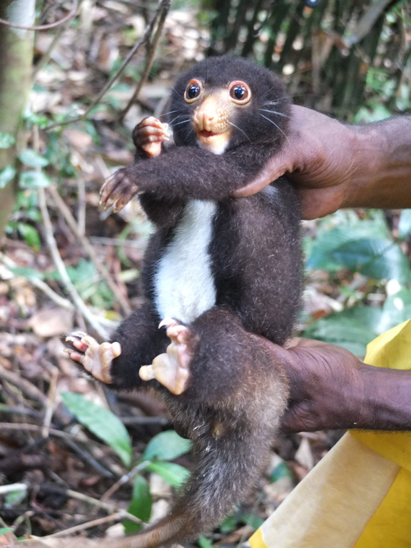 Deforestation For Potential Rubber Plantation Raises Concerns In Papua