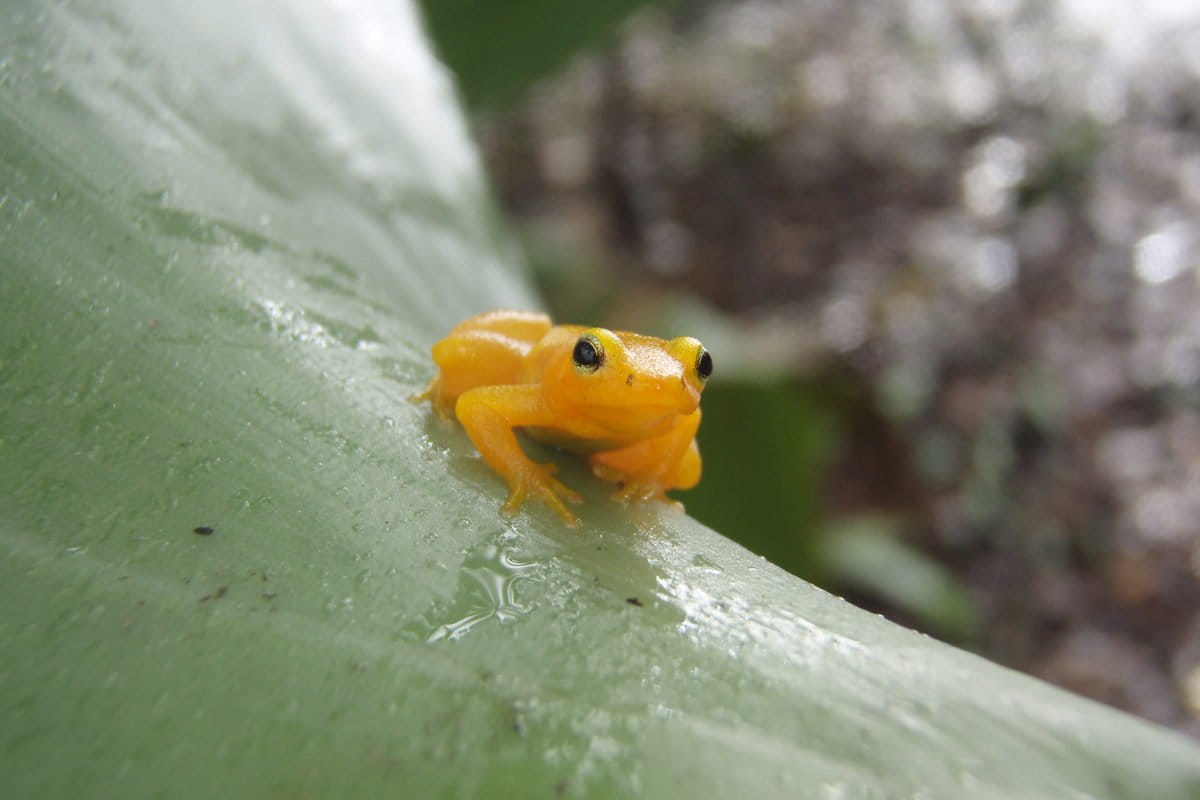 Female golden rocket frogs know a good father when they hear him