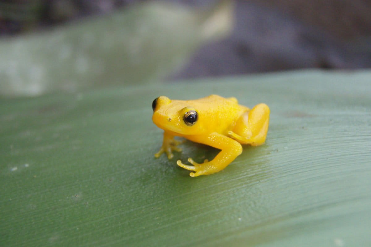 Female golden rocket frogs know a good father when they hear him