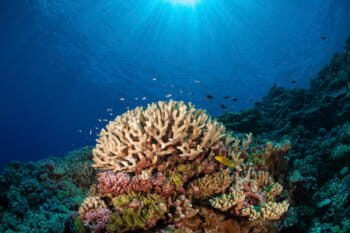 Acropora branching coral in French Polynesia. Image © Michele Westmorland iLCP.