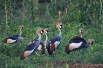 Grey Crowned Cranes. Image by Fredrick Mugira for Mongabay.