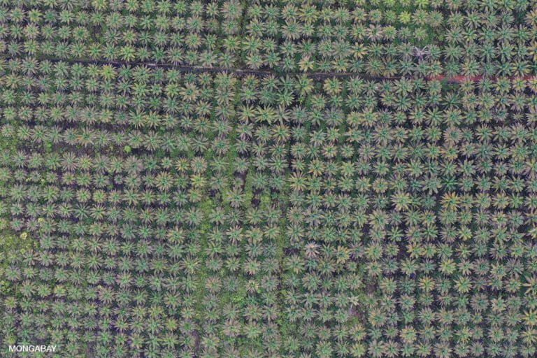 Oil palm plantation in West Kalimantan. Photo by Rhett A. Butler.