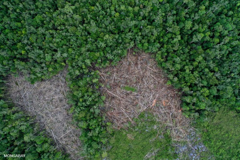 Deforestation in Borneo. Forest conservation and restoration are vital to curbing climate change, while deforestation destroys habitat and puts humanity at greater risk of new nature-derived pandemics. Photo by Rhett A. Butler