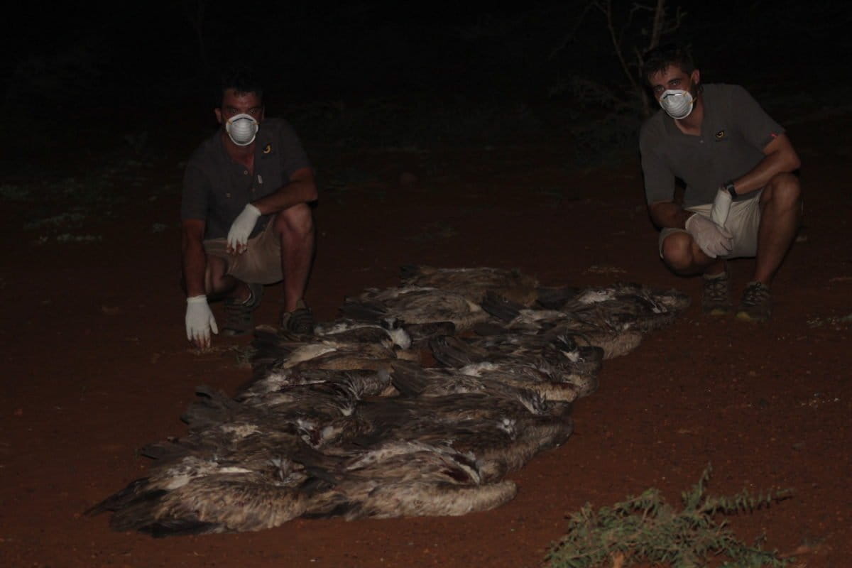 Wildlife ACT response team with the bodies of 13 white-backed vultures. Image courtesy Wildlife ACT.