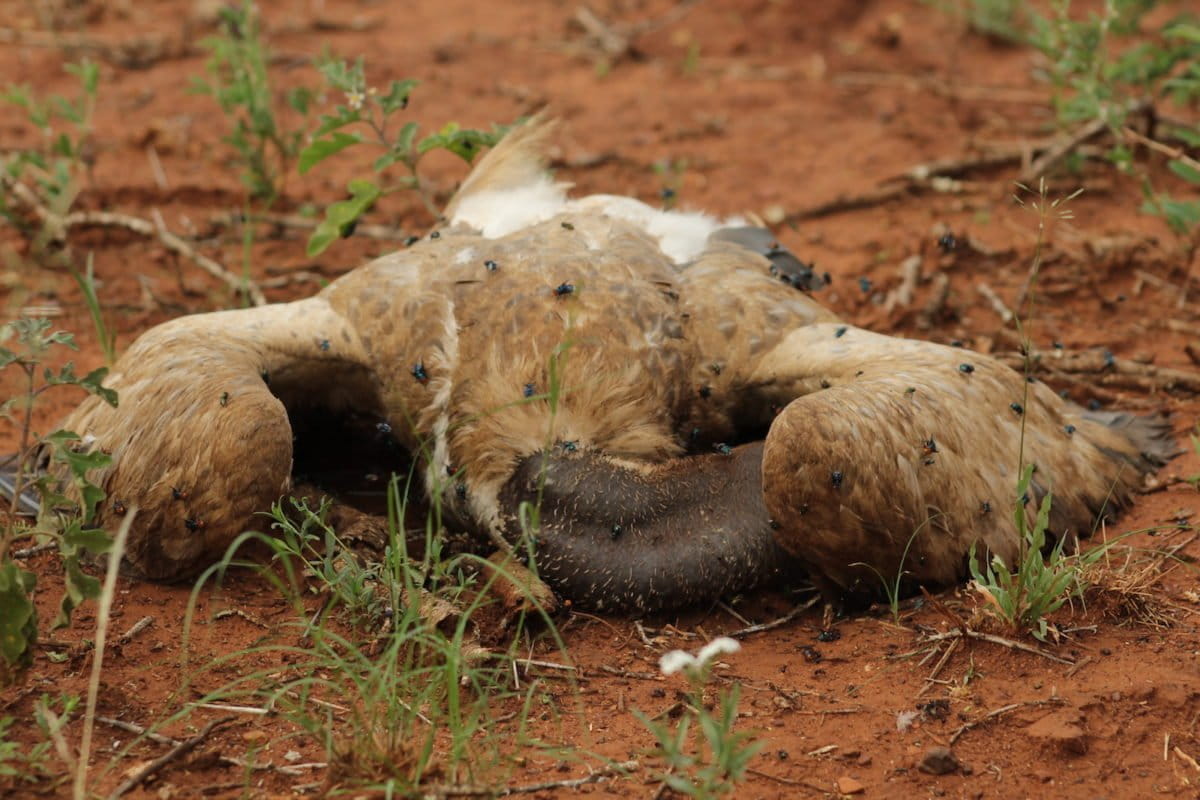 Poisoned vulture. Image courtesy Wildlife ACT.