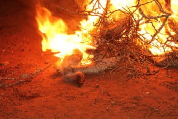 Burning a poisoned white-backed vulture carcass. Image courtesy Wildlife ACT.