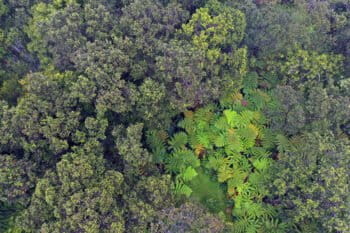 Forest canopy in Volcano on the big island of Hawaii. Photo by Rhett A. Butler