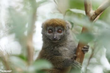 Bamboo lemur in Madagascar. Photo by Rhett A. Butler