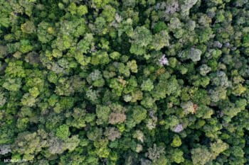 Rainforest canopy in Kapuas Hulu, West Kalimantan. Photo by Rhett A. Butler.