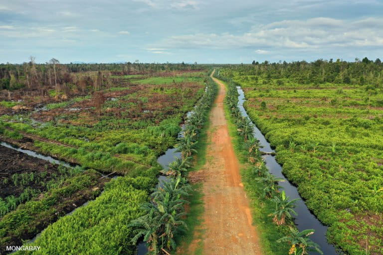 Road in West Kalimantan. Photo by Rhett A. Butler.