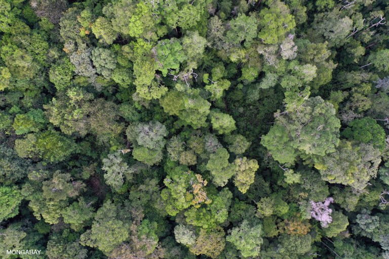 Rainforest canopy in Kapuas Hulu, West Kalimantan. Photo by Rhett A. Butler.