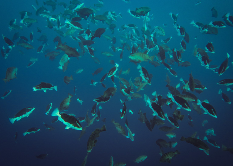 Spawning Nassau grouper in Belize. Image by Alexander Tewfik/WCS.