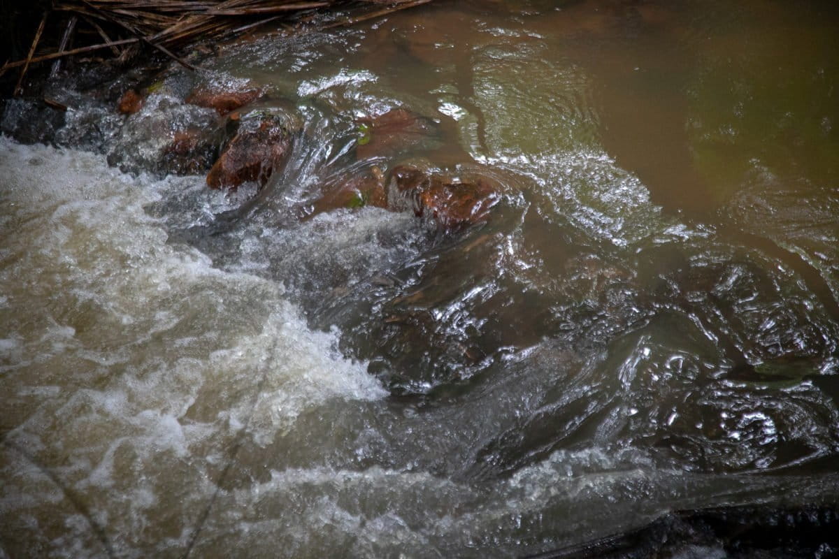 Detail of the Igarapé Água Branca stream, the last clean waterway in the city of Manaus, the capital of Amazonas state, in the Amazon region. Image by César Nogueira.