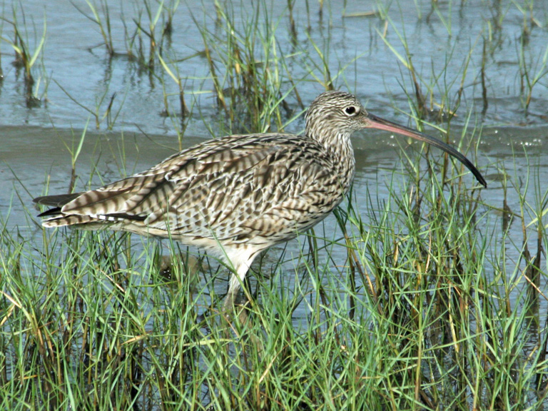 A far eastern curlew. Image by Michelle Ward.