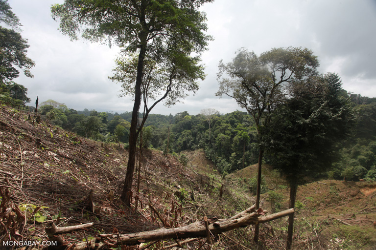 Illegal forest clearing in an indigenous reserve in Colombia. Image by Rhett A. Butler/Mongabay.