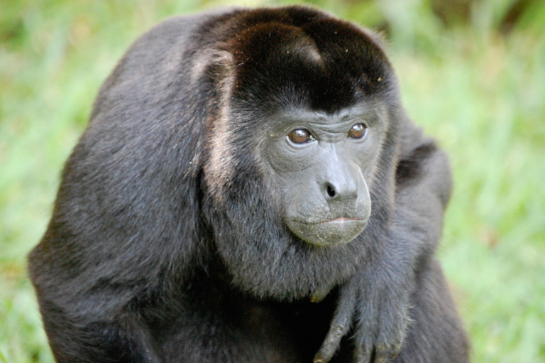 A male howler monkey at a wildlife sanctuary in Costa Rica. Image by Steven G. Johnson via Wikimedia Commons (CC BY-SA (https://creativecommons.org/licenses/by-sa/3.0)].