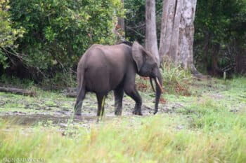 A forest elephant in Gabon. Photo by Rhett A. Butler.