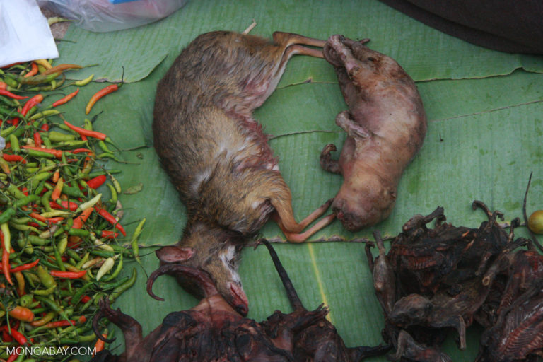 Wildlife in a market in Asia. Photo by Rhett A Butler