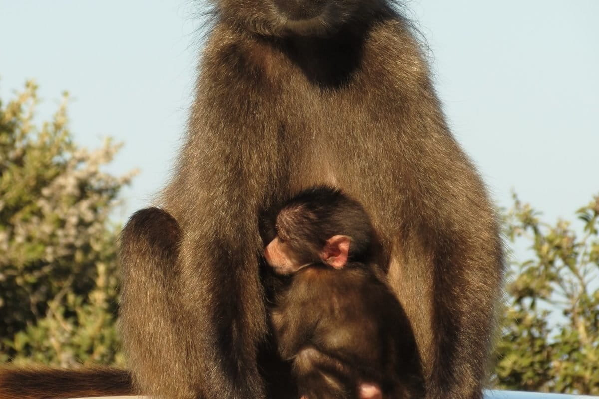 Chacma baboon with baby.