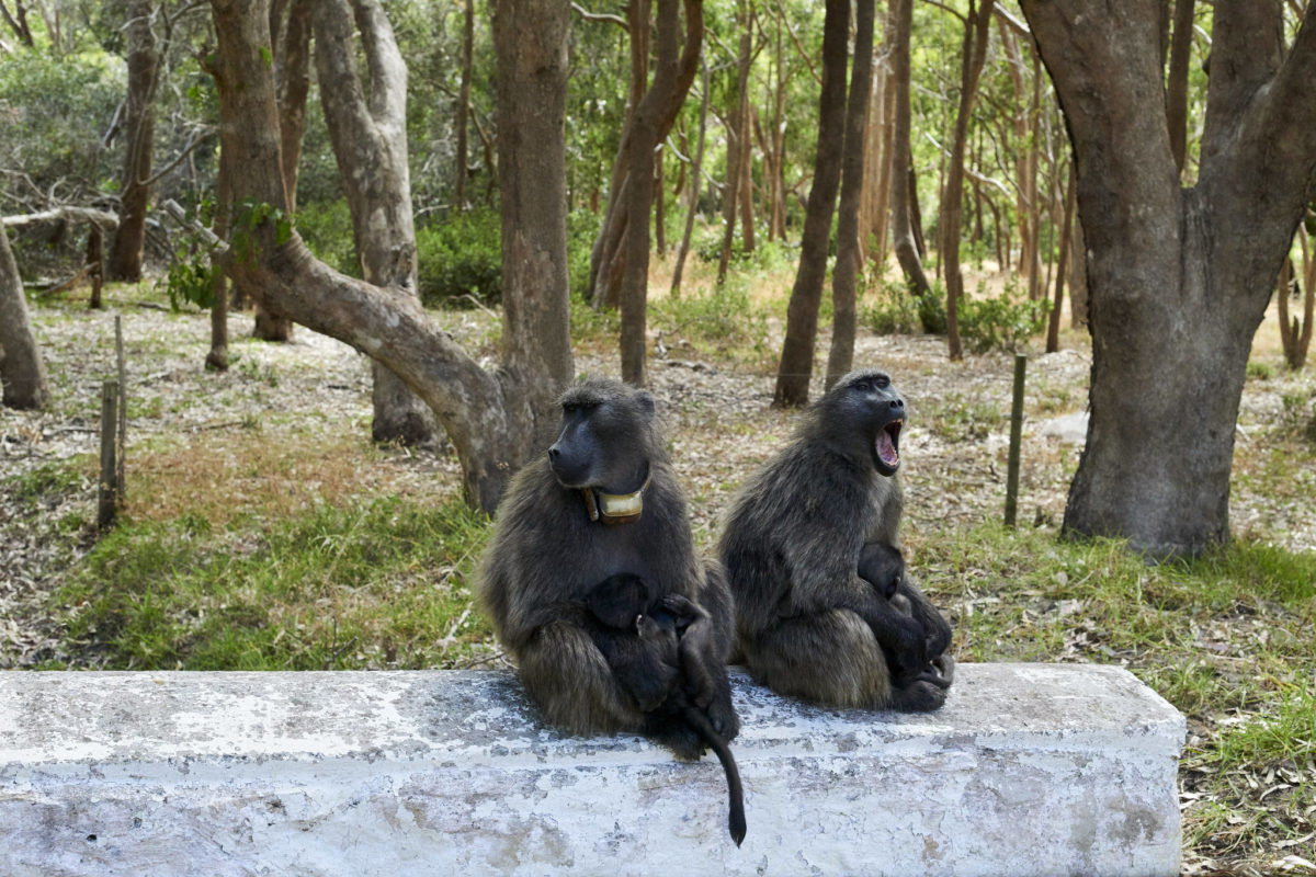 Chacma baboons in Tokai. Image by Ted Matherly via Flickr (CC BY-NC-2.0)