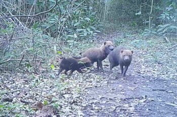 Pack of bush dogs caught on camera trap at San Miguelito, Bolivia.