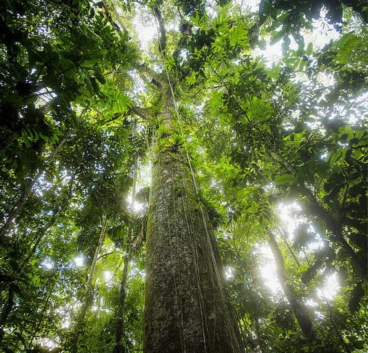 Amazon Trees