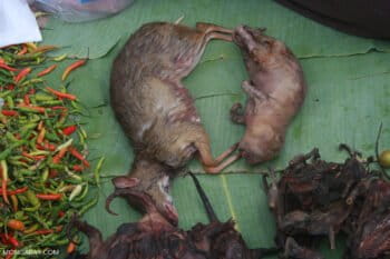 Wildlife in a market in Laos. Photo by Rhett A. Butler for Mongabay