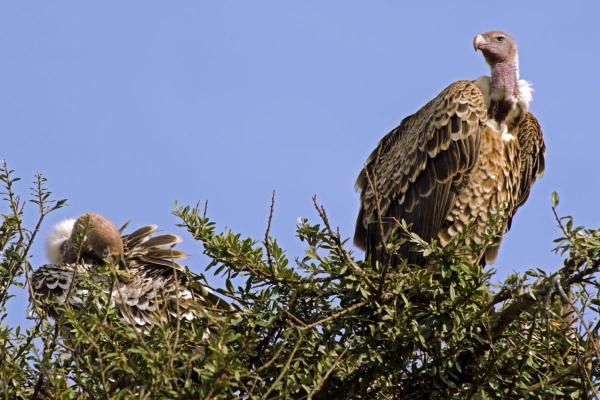 Hell's Gate is the only protected breeding site in Kenya for Rüppell's vulture, whose population is in decline across the continent. Image Brad via Flickr (CC BY-ND-2.0)