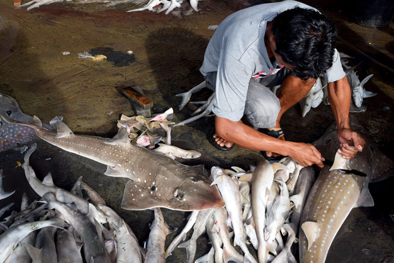 Q&A with Indonesian crew abused on Chinese shark-finning boat