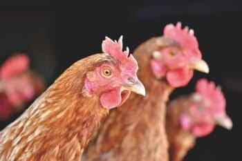 Chickens. Image by Capri23auto via Pixabay.