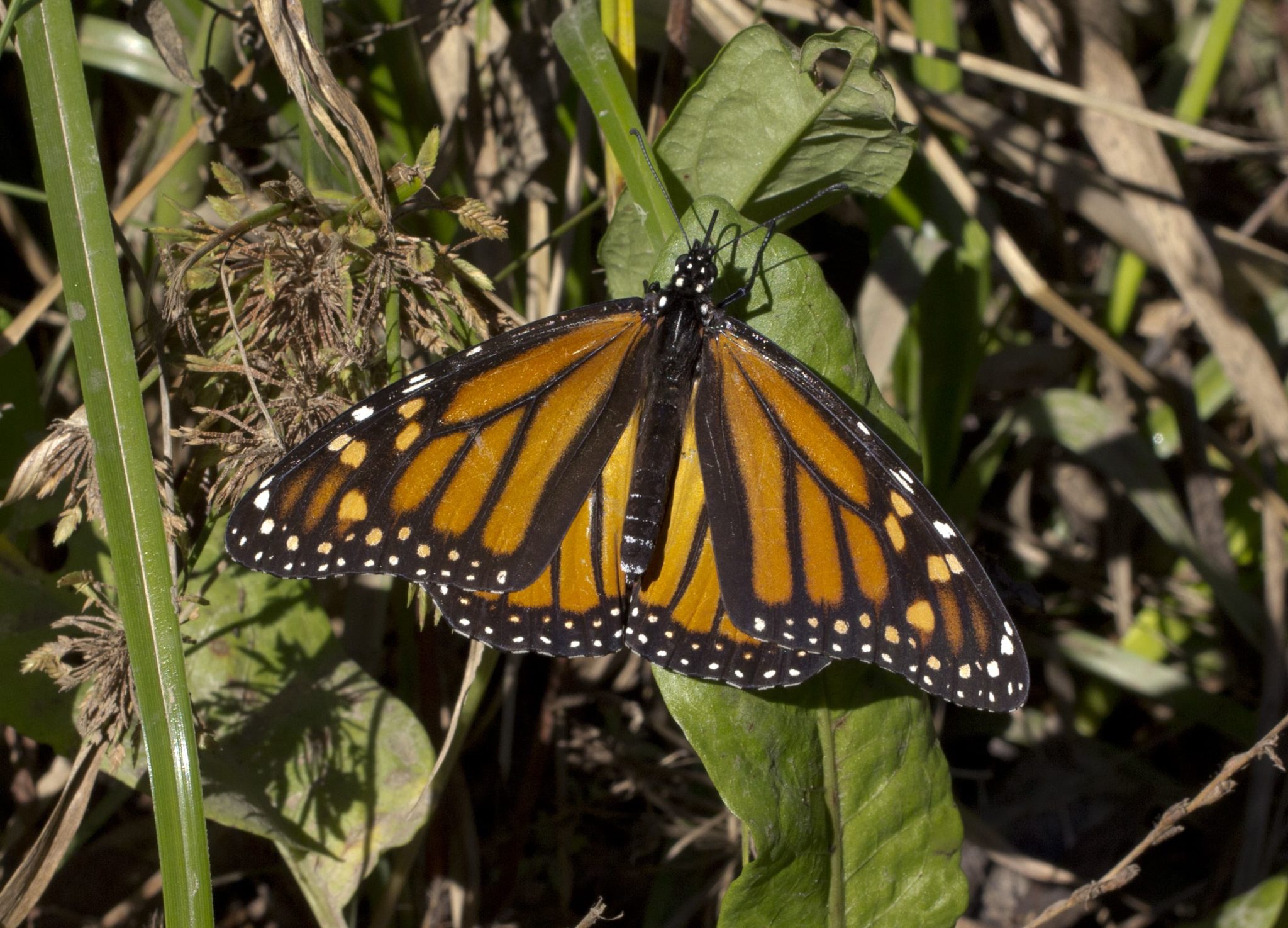 Monarch Butt