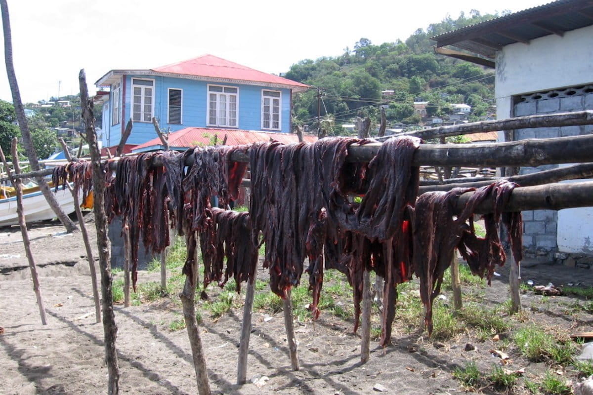 Bid to get ‘aquatic wild meat’ off the menu and under protection