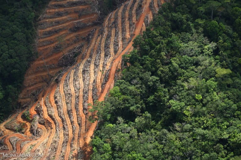 In Malaysian Borneo's rainforests, powerful state governments set 