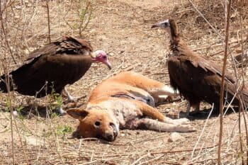 Hooded vultures eating a dog carcass in the Gambia. Image by Paul Walter via Wikicommons (CC BY-2.0)