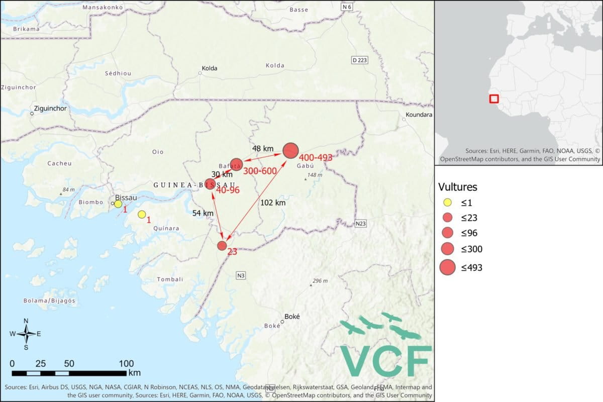 Map of February deaths of vultures in Guinea Bissau courtesy Vulture Conservation Foundation.