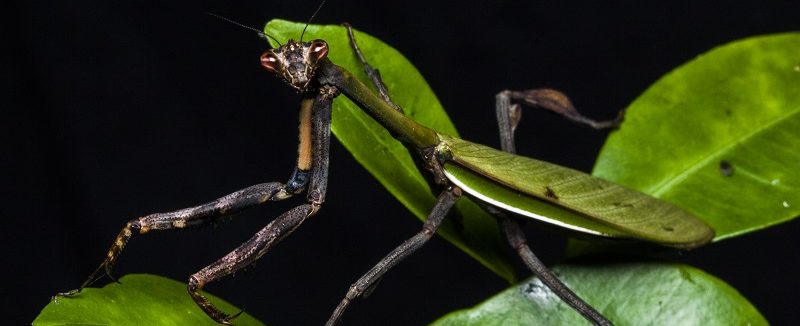 アビソ プレイング・マンティス5’4″ AVISO　PRAYING MANTIS アビソ プレイング・マンティス5'4″ AVISO PRAYING MANTIS Japan