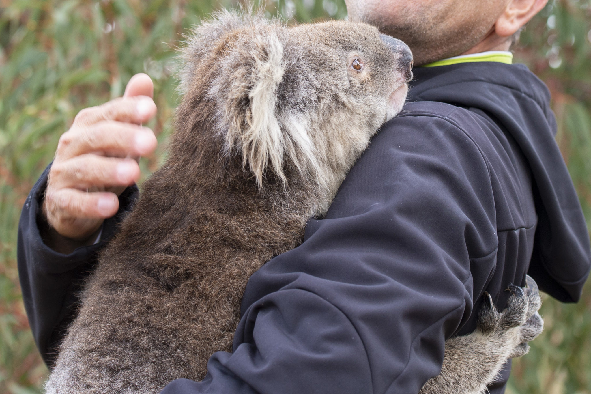 How are koalas doing in the aftermath of the Australian fires? Q&A with Cheyne Flanagan