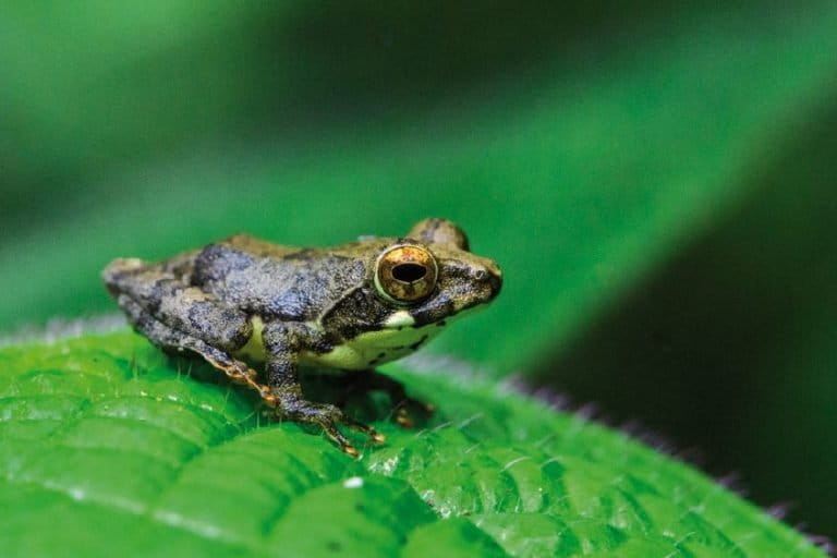 The cheeky shrub frog, a critically endangered species inhabiting the eastern region of Sri Lanka's Sinharaja Forest Reserve and now showing drastic population decline. Image courtesy of Erich Joseph.