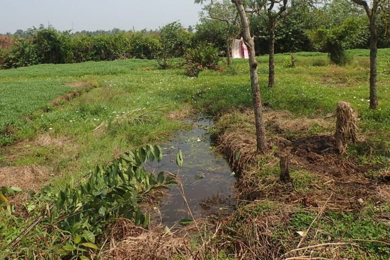 From vegetable plots in a Sri Lankan swamp, a forgotten eel emerges