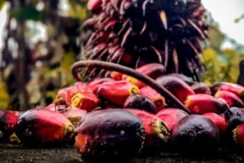 Oil palm fruit. Image by Dave Barce via Wikicommons (CC BY-SA 4.0)