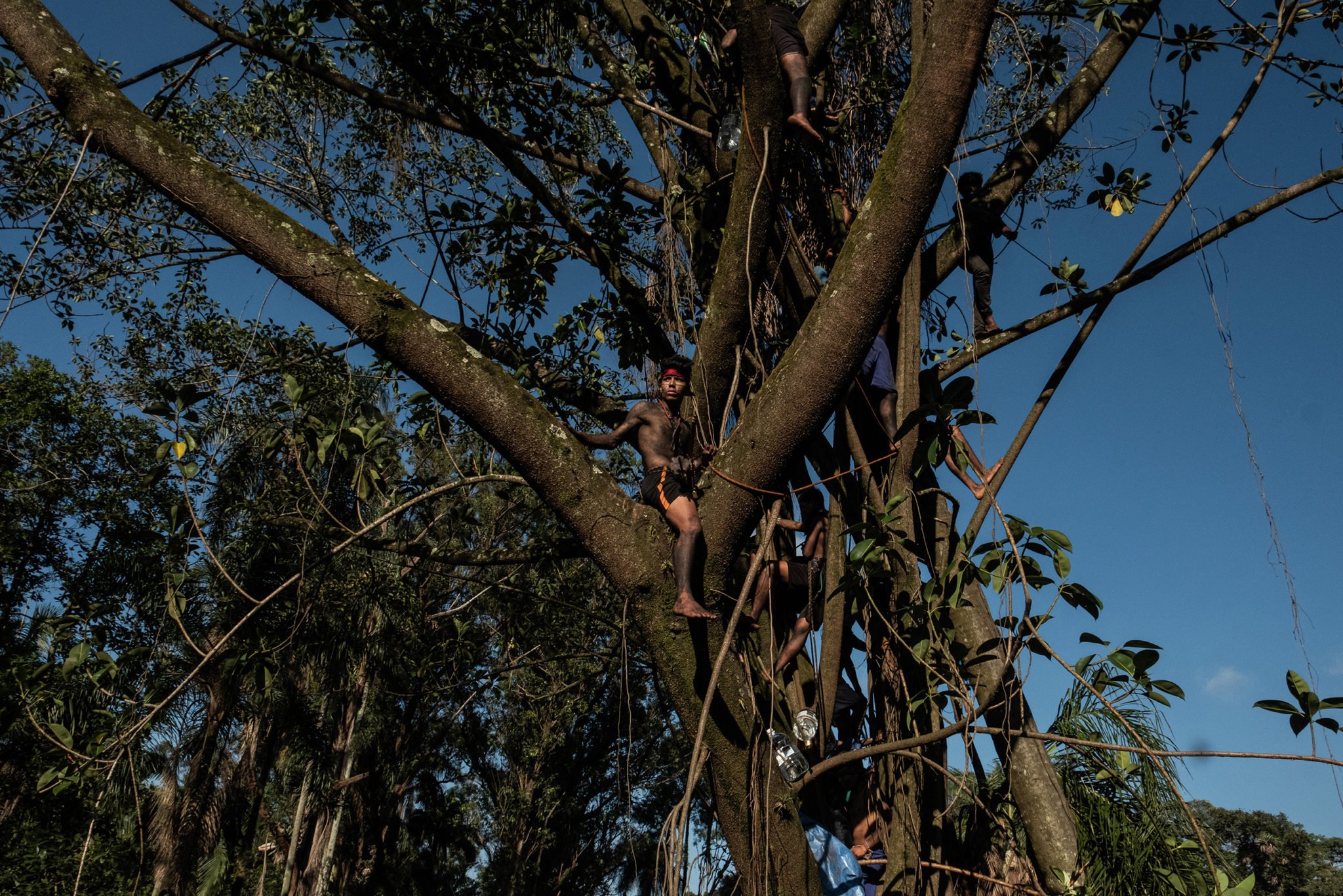 Guarani indigenous stand on top of a tree in a lot in dispute with Tenda construction company in São Paulo. Image by Tommaso Protti for Mongabay