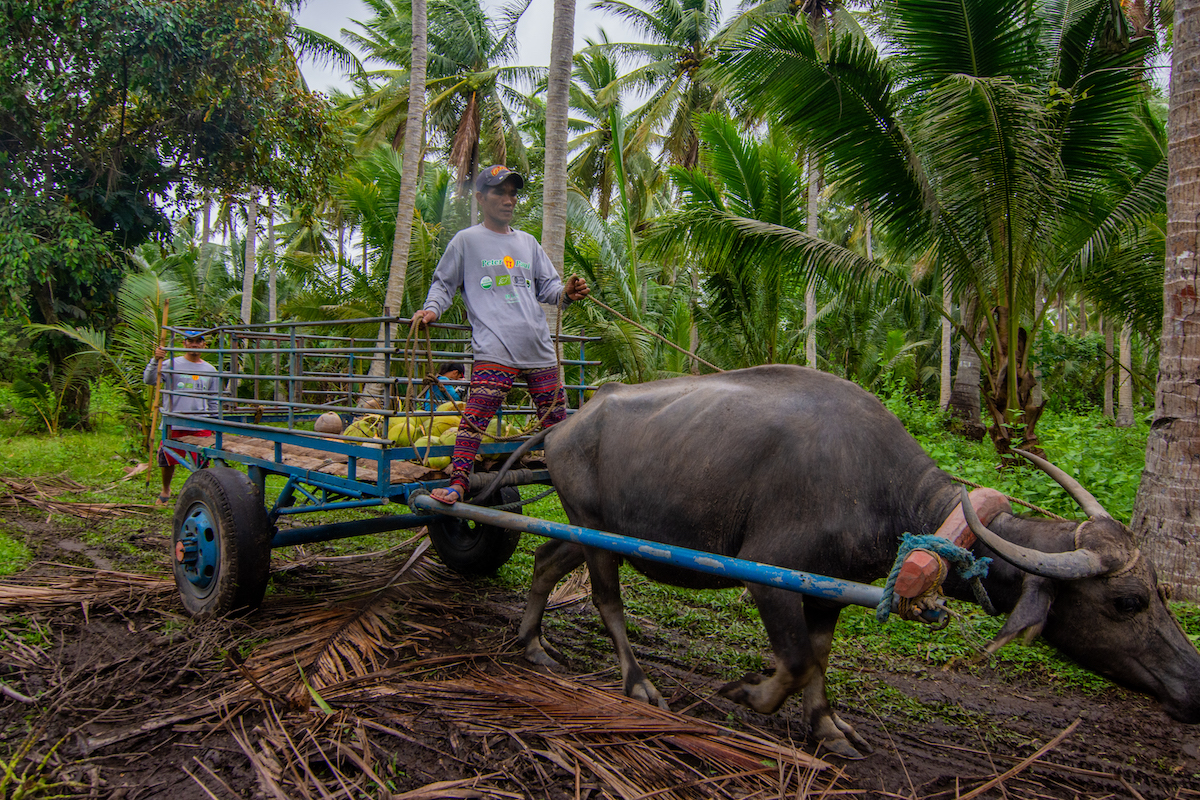 Coconut farmers in Southeast Asia struggle as palm oil muscles in on ...