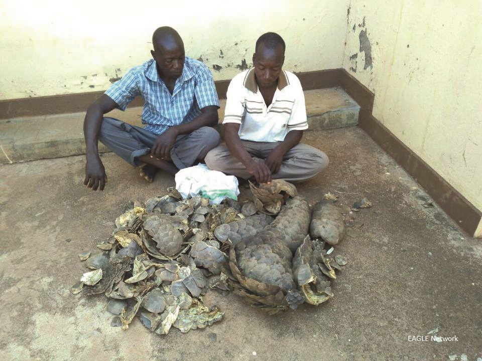 Pangolin traffickers. Image by USAID via Flickr (CC BY-NC 2.0)