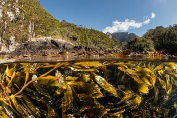 A kelp forest in Tierra del Fuego. Image courtesy of Enric Sala/National Geographic.